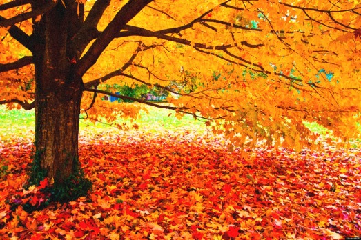 Fall colours
